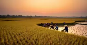 မြန်မာ GW-11 ဆန် ဖိလစ်ပိုင်ဈေးကွက်တွင် တန်ချိန်တစ်ချိန် ဒေါ်လာ ၅၈၀ — ထိုင်းနှင့် ဗီယက်နမ်ကို ကျော်တက်